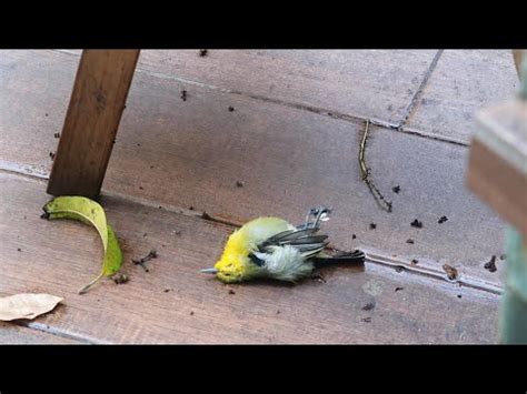 小鳥死了怎麼辦|寵物鳥意外死亡處理指南